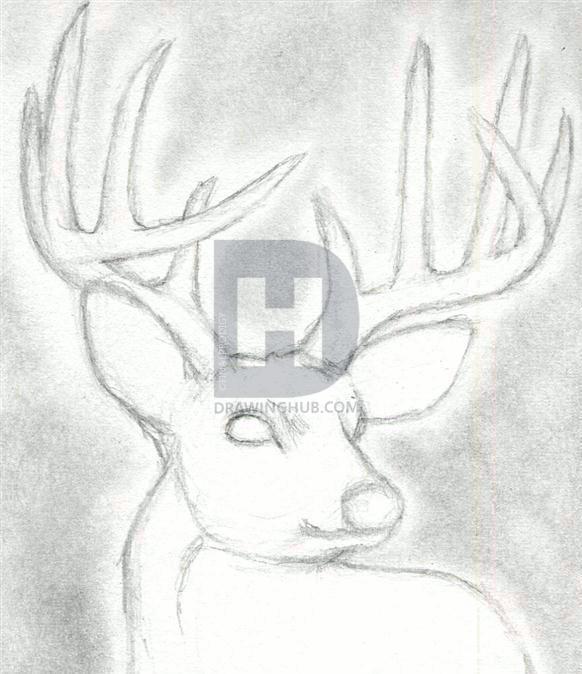 582x674 how to draw a deer head, buck, dear head, step - Buck Head Drawing