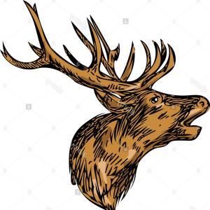 300x300 Stock Photo Drawing Sketch Style Illustration Of A Red Deer Stag - Buck Head Drawing