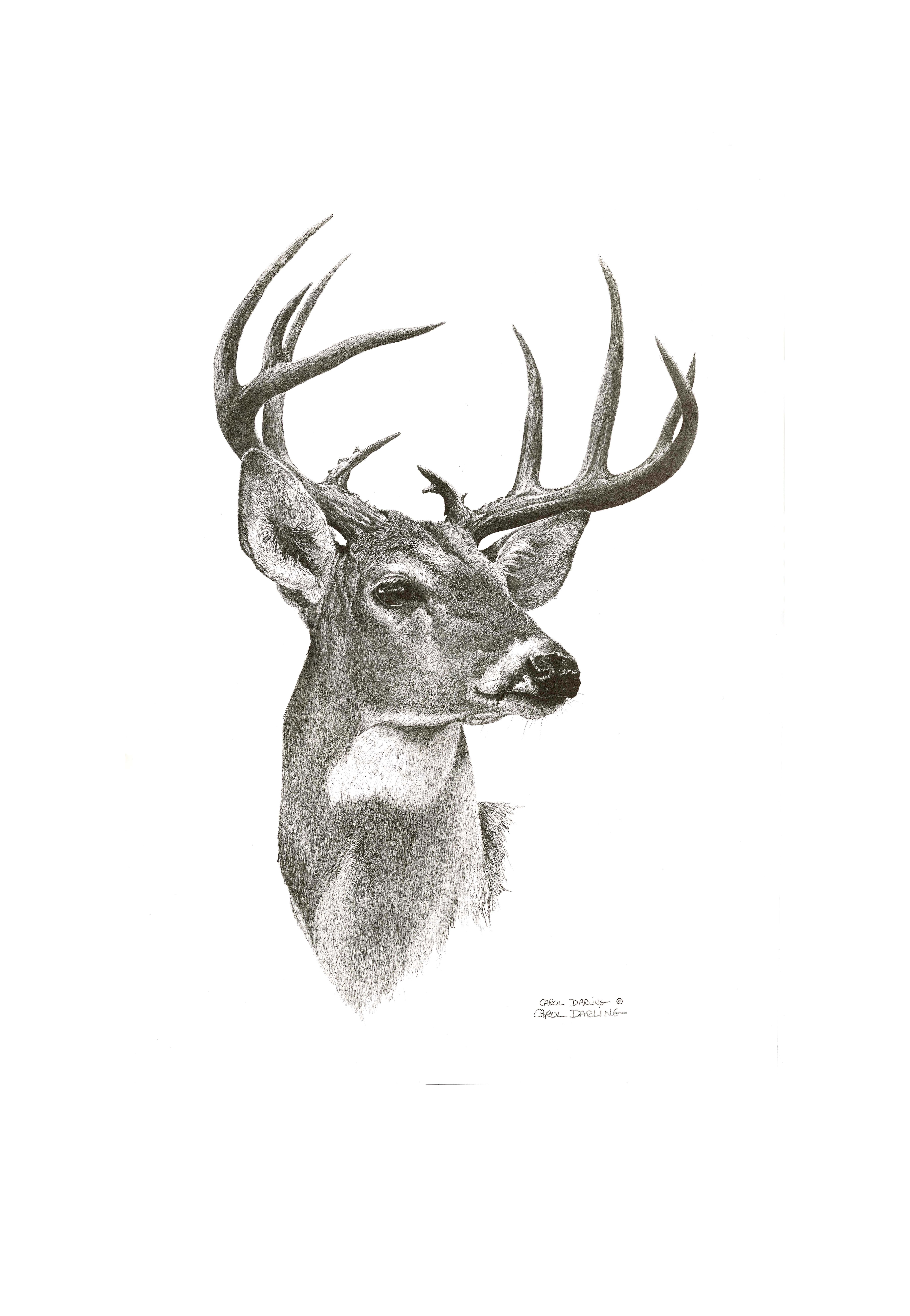 Buck Head Drawing at Explore collection of Buck