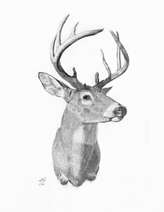 233x300 Whitetail Deer Drawings Fine Art America - Buck Head Drawing