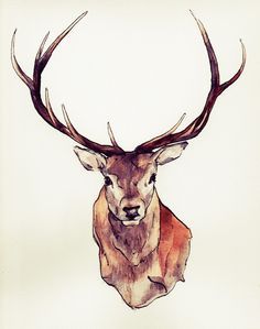 236x299 Stag Head Drawing - Buck Head Drawing