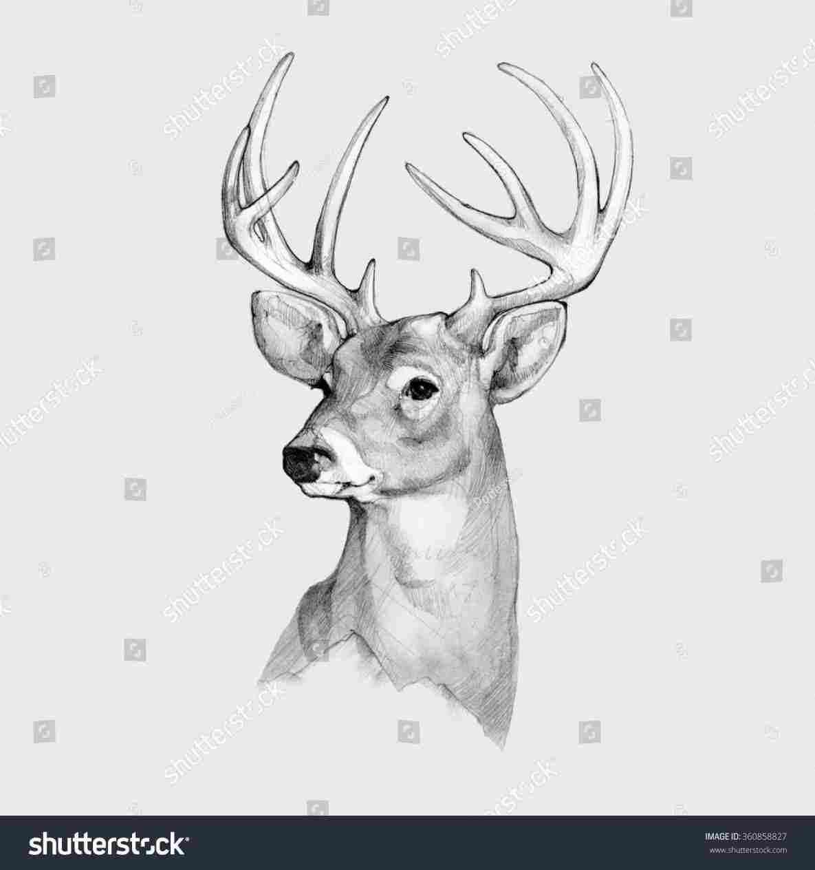 Buck Head Drawing at PaintingValley.com | Explore collection of Buck ...