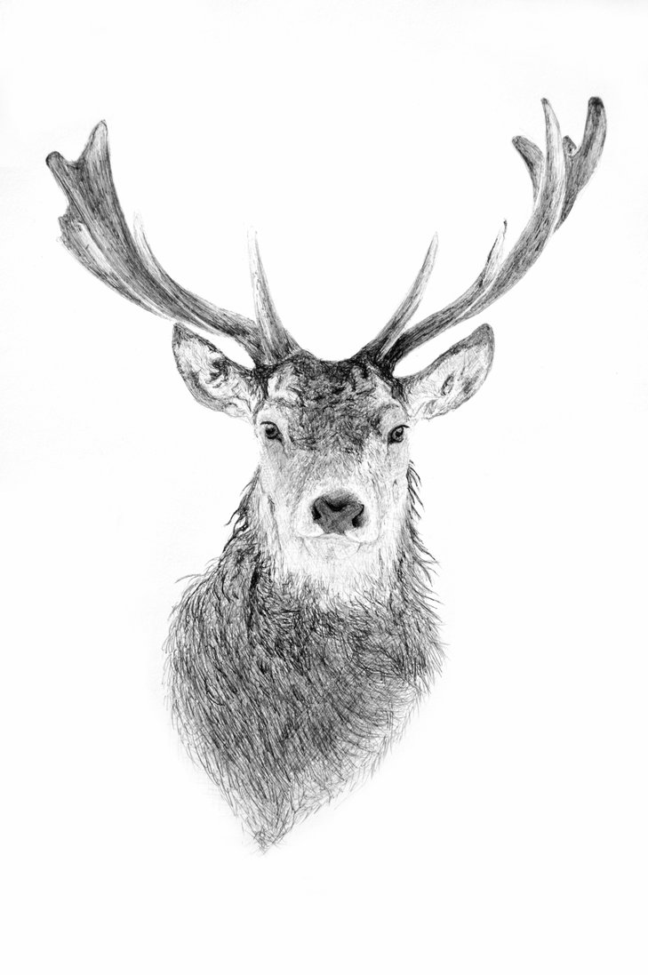 729x1097 buck drawing pen for free download - Buck Head Drawing