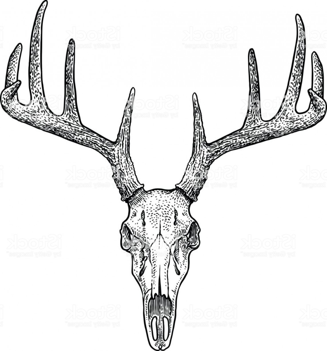 Buck Line Drawing at PaintingValley.com | Explore collection of Buck ...