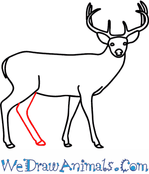 300x350 How To Draw A Buck Deer - Buck Line Drawing
