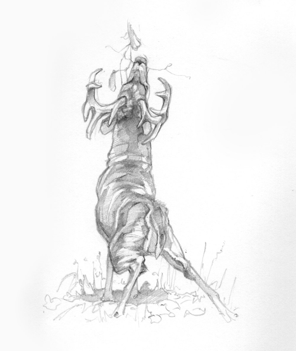 1000x1183 ryan kirby art wild like a buck - Buck Line Drawing