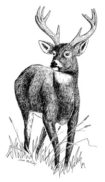 218x376 Wisconsin Natural Resources - Buck Line Drawing