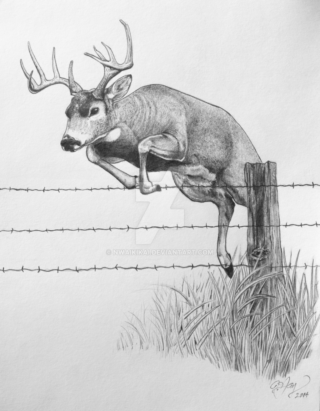 Amazing How To Draw A Buck  Check it out now 