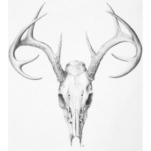 300x300 Deer Skull Skeleton Art Hunting Tattoos, Skull Illustration - Buck Skull Drawing