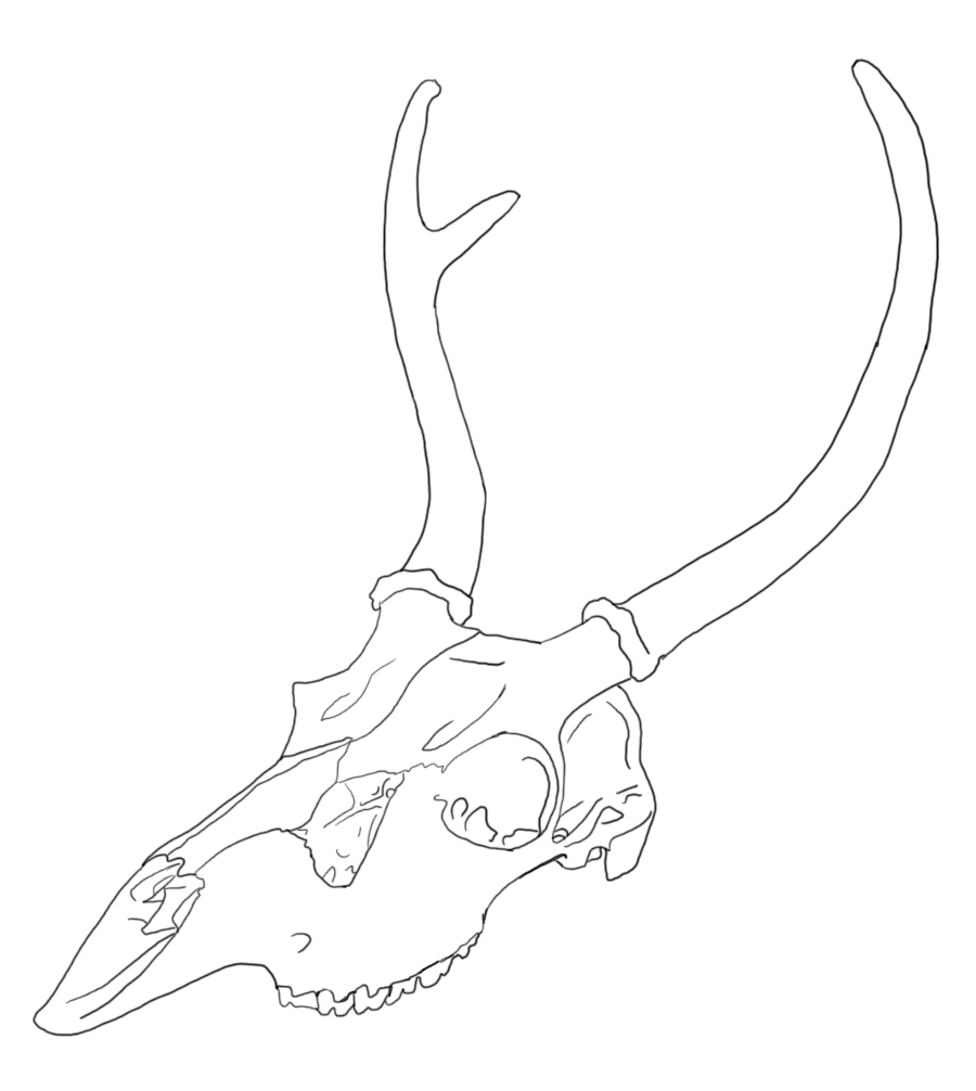 Как рисовать череп оленя