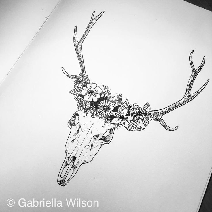 736x736 Huge Collection Of 'buck Skull Drawing' Download More Than - Buck Skull Drawing