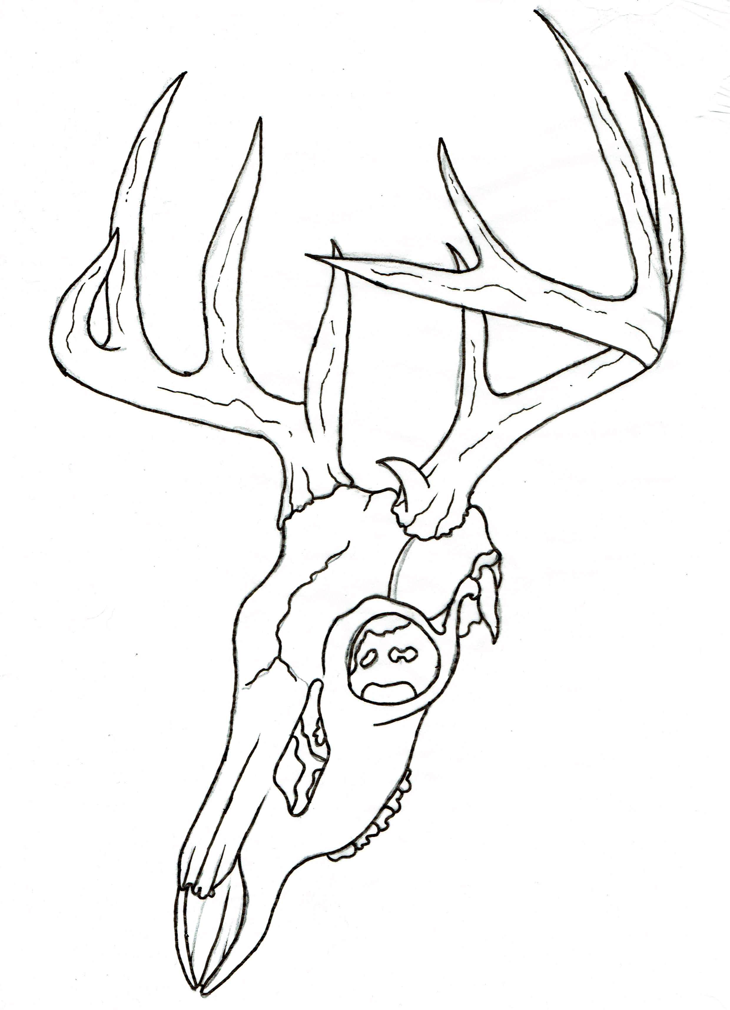 2480x3433 Buck Drawing Contour For Free Download - Buck Skull Drawing