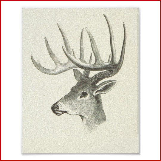 540x540 Showcase Deer Skull Drawing Collection Of Drawing Ideas - Buck Skull Drawing