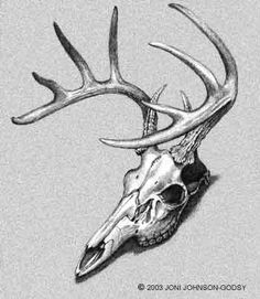 236x271 Whitetail Deer Skull Drawings - Buck Skull Drawing