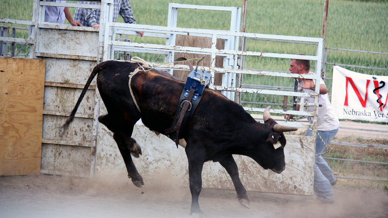 800x450 bucking bulls draw crowds, and dollars npr - Bucking Bull Drawing