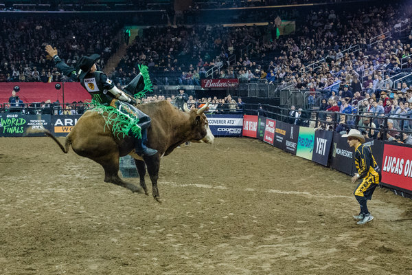 600x400 how to make a bucking bull good breeding and, just maybe, a cow - Bucking Bull Drawing