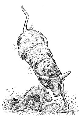 262x394 the clinical psychologist's bookshelf breeding better bucking bulls - Bucking Bull Drawing