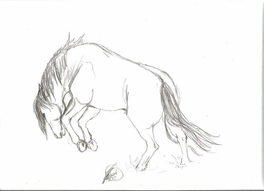 900x654 Bucking Horse Drawing - Bucking Horse Drawing