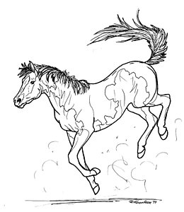 260x300 Bucking Horse Drawings Fine Art America - Bucking Horse Drawing