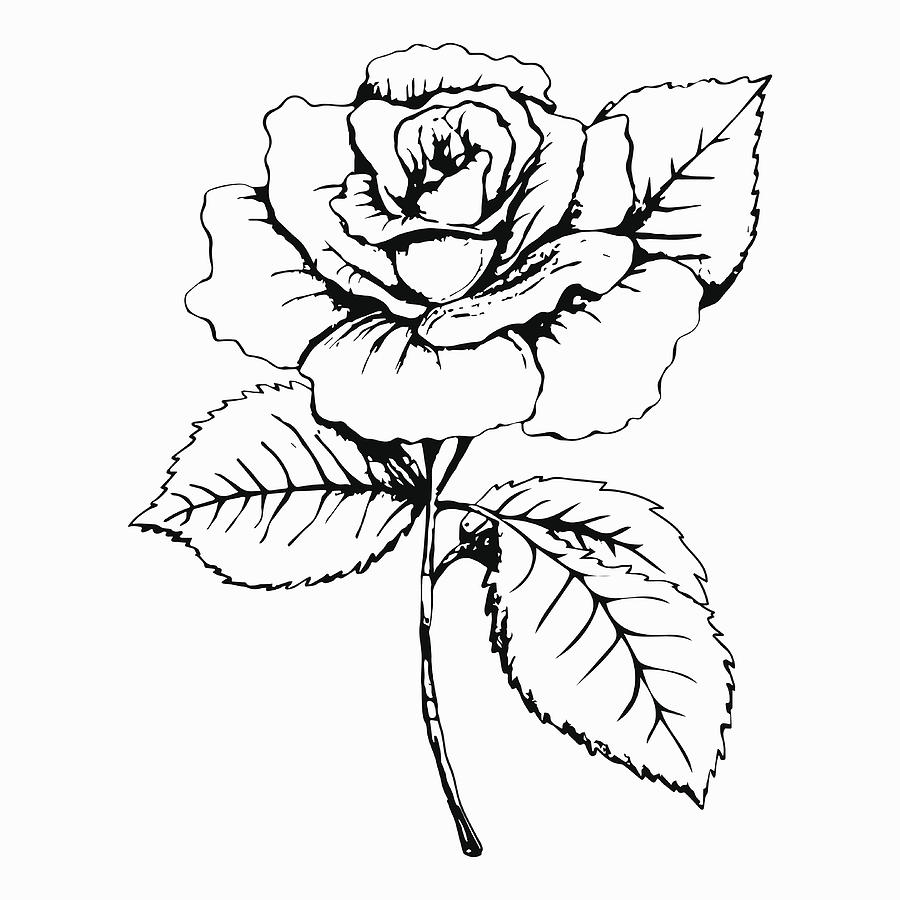 900x900 flower rose, sketch, painting hand drawing white bud, petals - Bud Drawing
