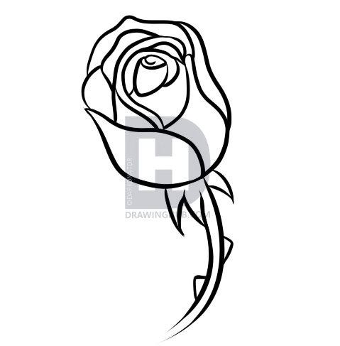 479x487 how to draw a rose bud, step - Bud Drawing