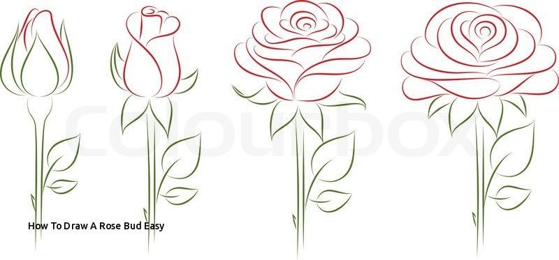 800x373 how to draw a rose bud easy rose bud line drawing google search - Bud Drawing