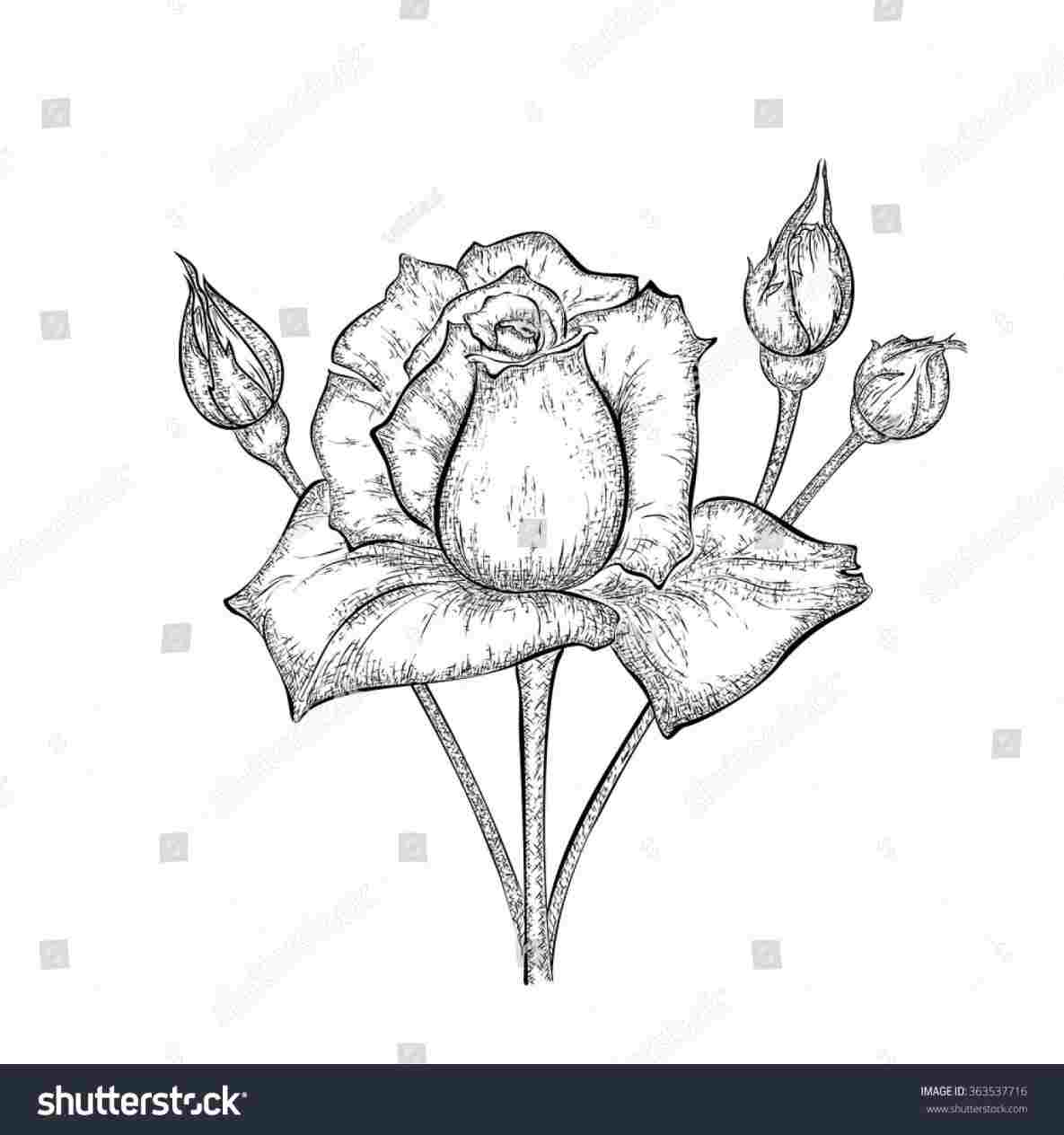 1185x1264 pencil drawing of rose bud - Bud Drawing