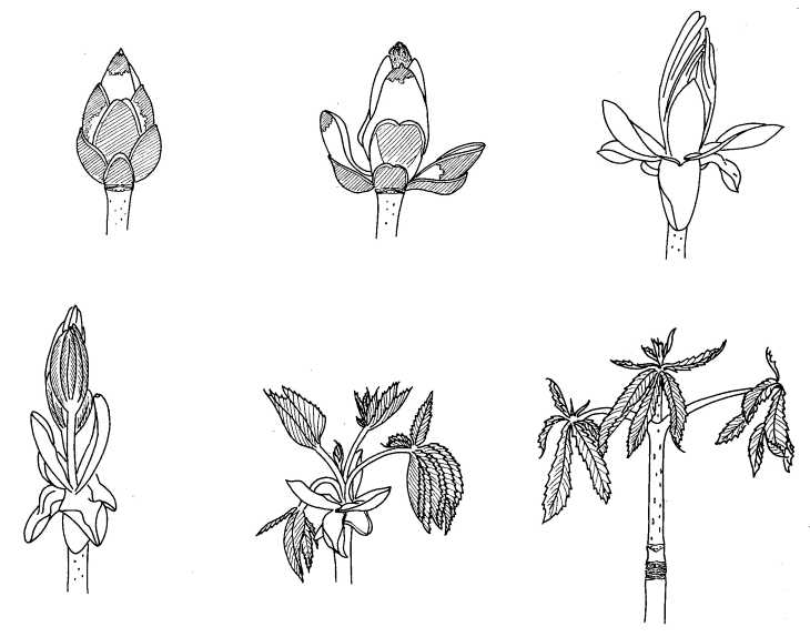 730x574 biological drawing of stages in growth of horse chestnut bud - Bud Drawing