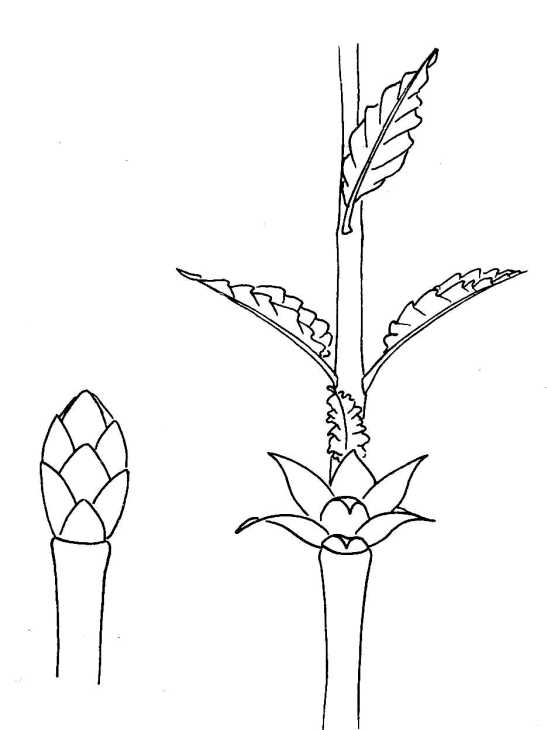 547x730 biological drawing of bud growth showing bud in winter and spring - Bud Drawing
