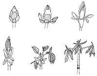 200x157 biology of plants, buds and twigs teaching resources drawings - Bud Drawing