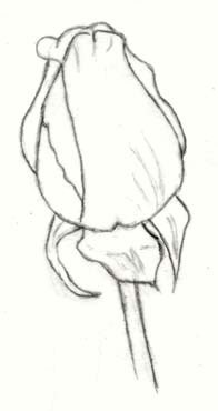 196x370 draw a rose bud carol's drawing blog - Bud Drawing