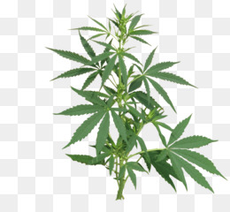260x240 cannabis png - Bud Leaf Drawing