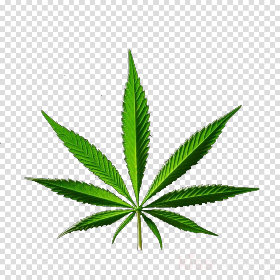 Bud Leaf Drawing at PaintingValley.com | Explore collection of Bud Leaf ...