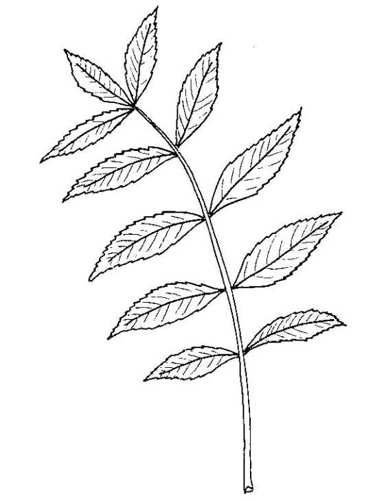 559x730 Biological Drawing Of Ash Leaf Resources For Biology Education - Bud Leaf Drawing