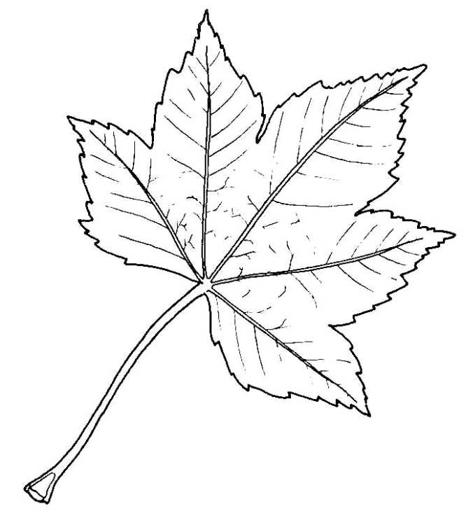 666x730 biological drawing of sycamore leaf resources for biology - Bud Leaf Drawing