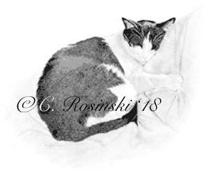 300x251 buddy the art cat a drawing in graphite pencil carol's drawing - Buddy Drawing