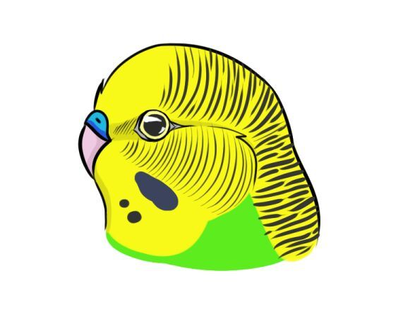 571x445 budgie drawing tutorial part one - Budgie Drawing