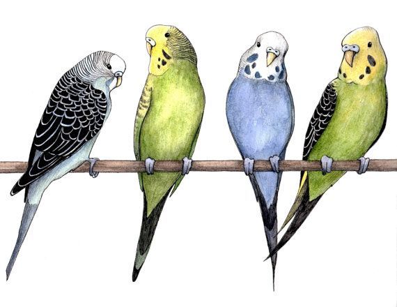 570x440 colorful budgie parakeet bird drawing ink watercolor print pet - Budgie Drawing