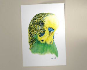 300x239 green and yellow budgie print of watercolour pencil drawing - Budgie Drawing