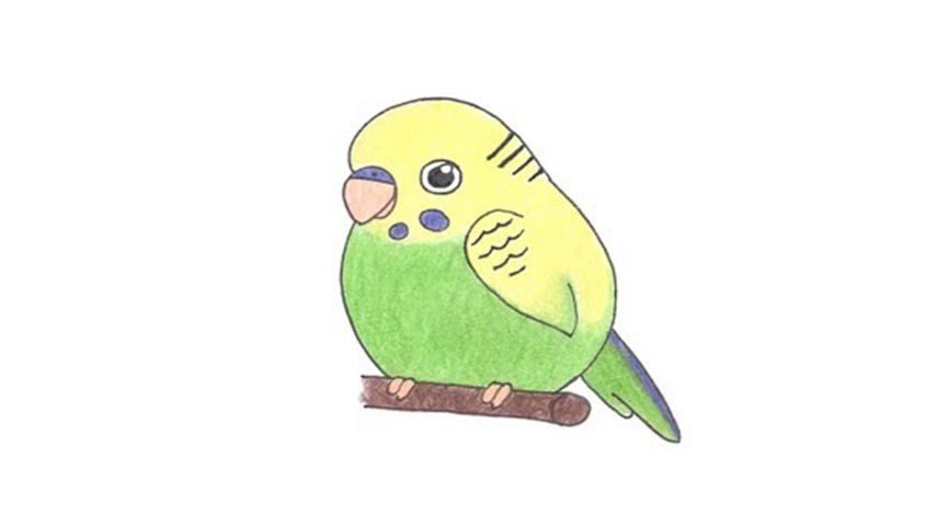 854x480 how to draw a budgie parakeet - Budgie Drawing