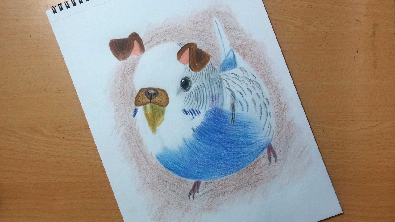 1280x720 how to draw cute budgie - Budgie Drawing
