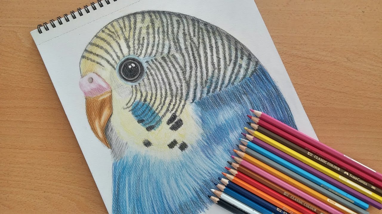 1280x720 how to draw a budgie - Budgie Drawing