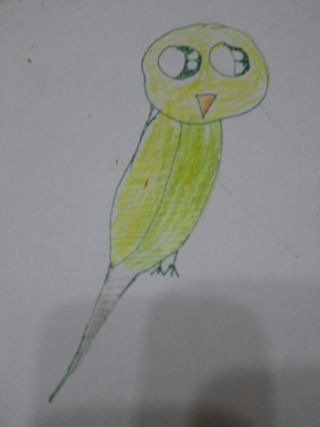 320x427 how to draw a budgie steps - Budgie Drawing
