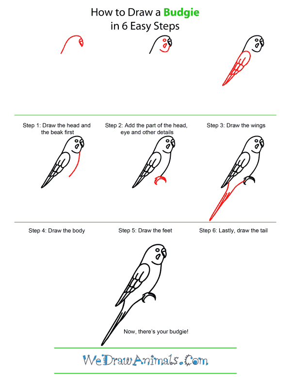 600x776 how to draw a budgie - Budgie Drawing