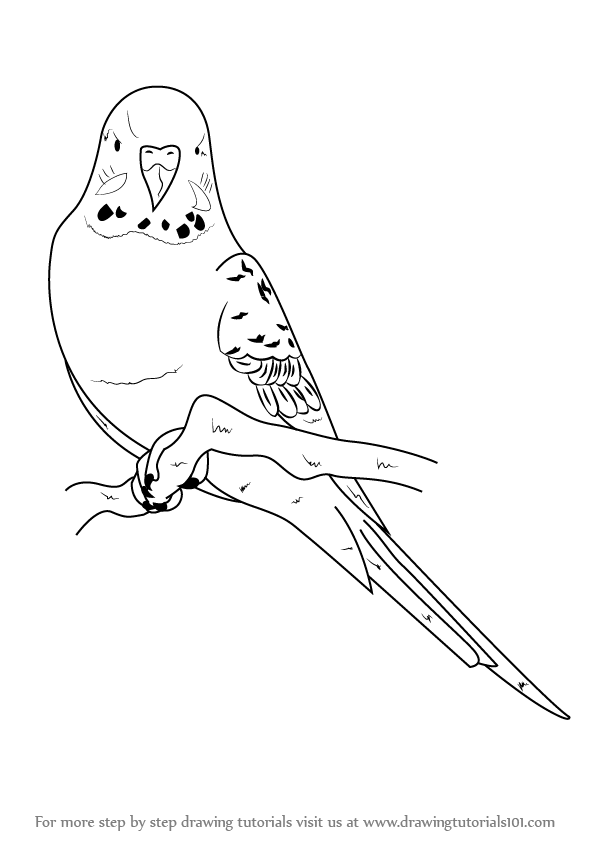 597x844 learn how to draw a blue budgie - Budgie Drawing