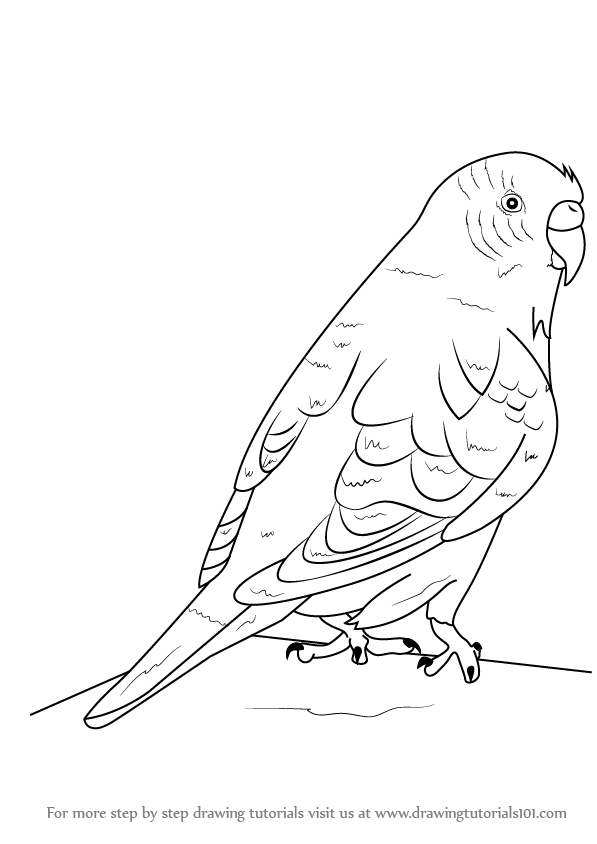 597x844 learn how to draw a budgie aka budgerigar - Budgie Drawing