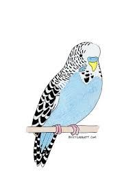 197x256 blue budgie drawing - Budgie Drawing