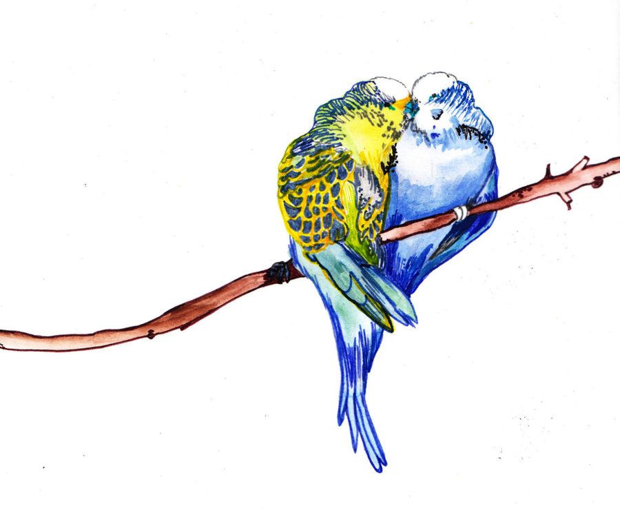 900x740 budgie drawing drawing ideas - Budgie Drawing