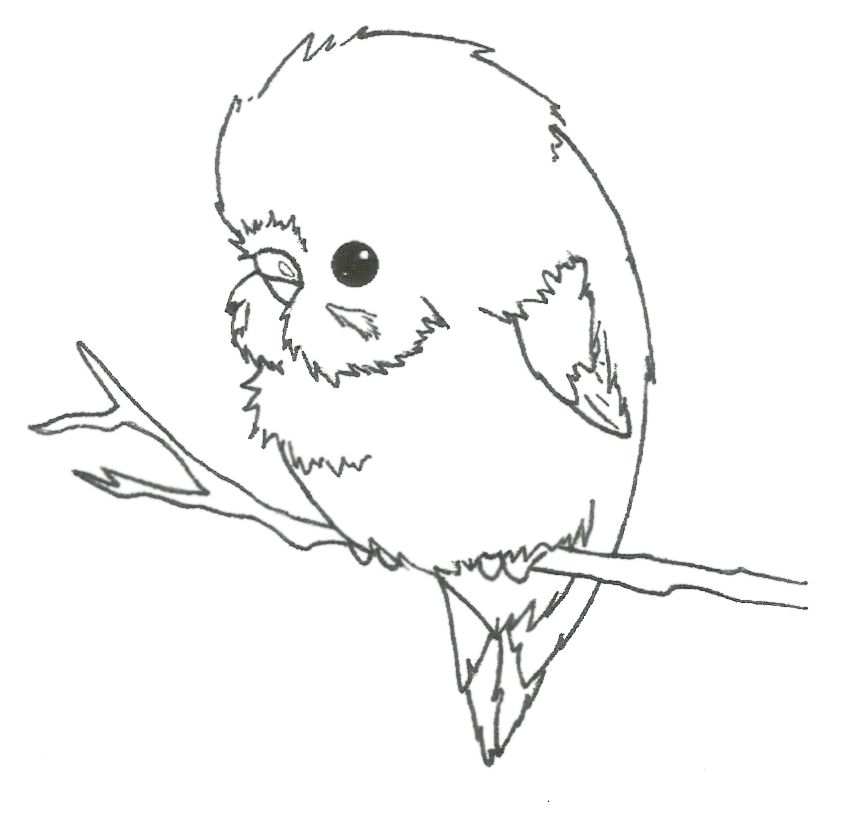 848x816 draw a budgie - Budgie Drawing