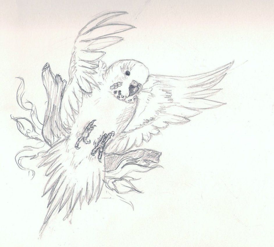 942x849 very basic budgie drawing feather and birds in drawings - Budgie Drawing